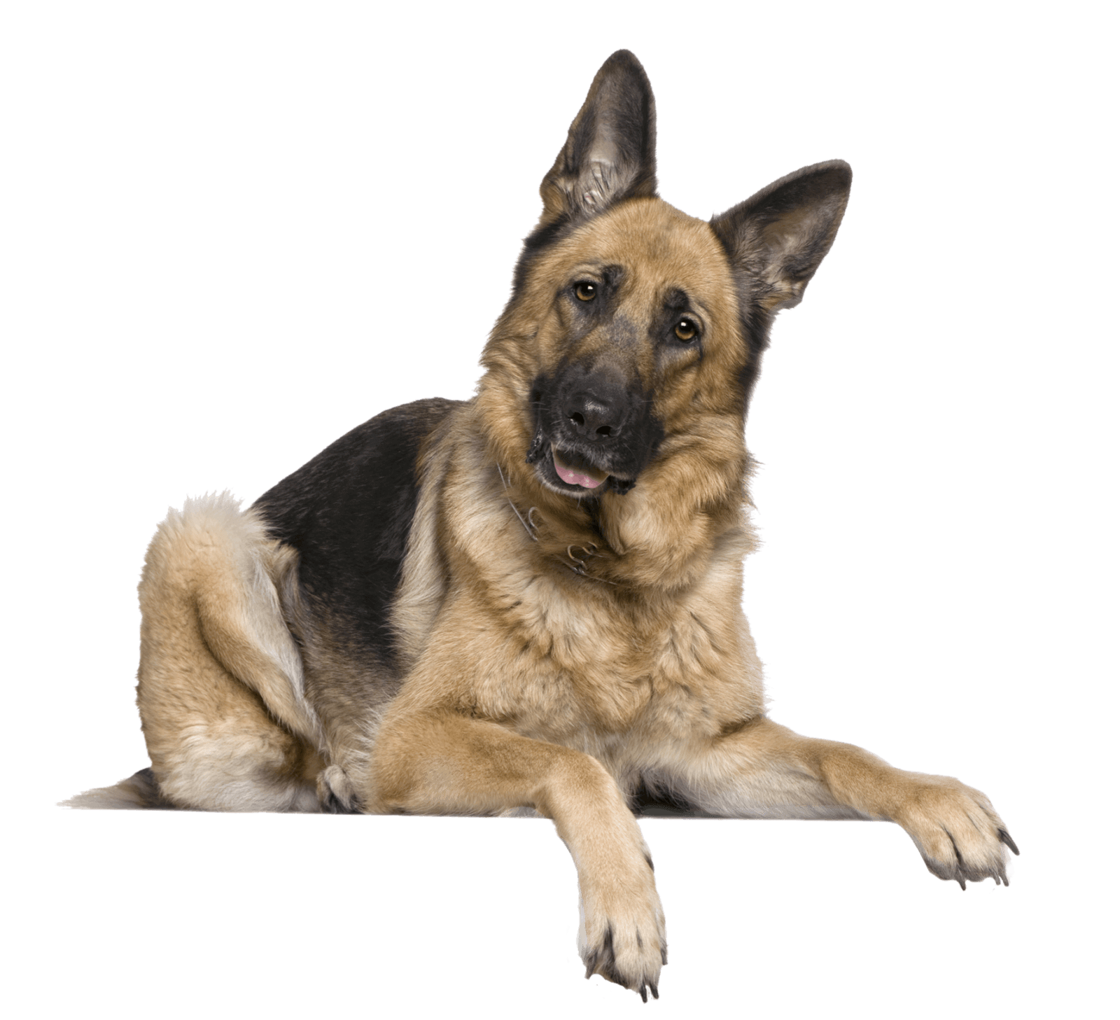 Guardería Canina