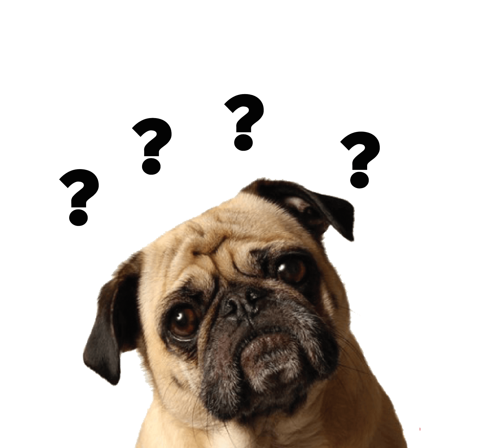 Guarderia Canina
