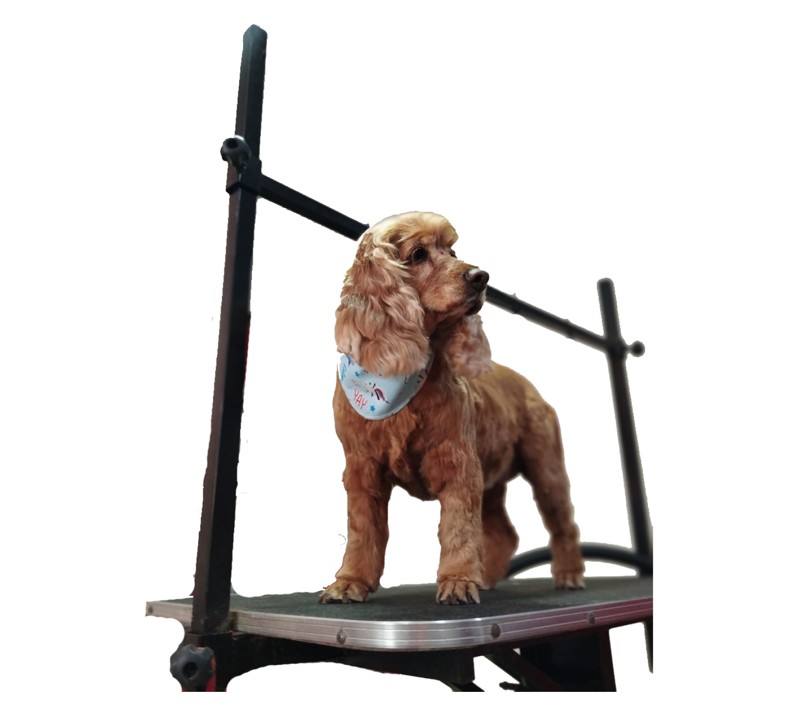 Guardería Canina