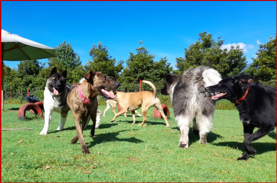 guarderia canino