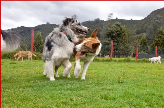 colegio canino