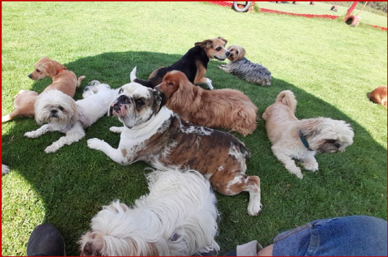 colegio canino
