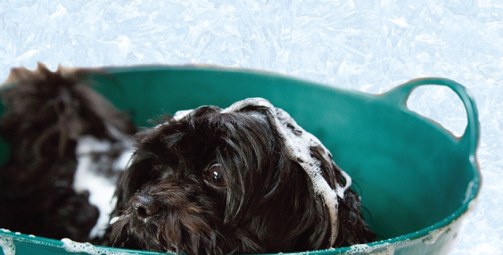 guarderia canina